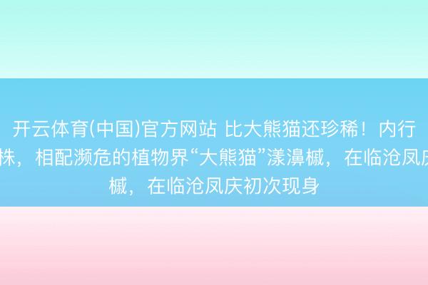 开云体育(中国)官方网站 比大熊猫还珍稀！内行不及1000株，相配濒危的植物界“大熊猫”漾濞槭，<a href=